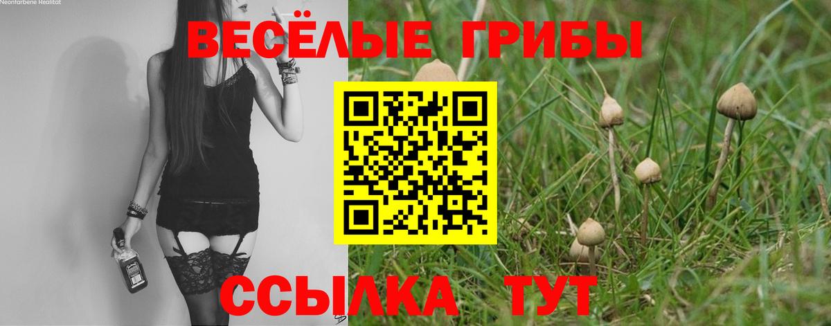Псилоцибиновые грибы Cubensis Можга